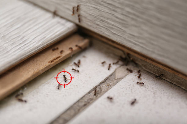 Best Emergency Pest Control  in Silver Bay, MN